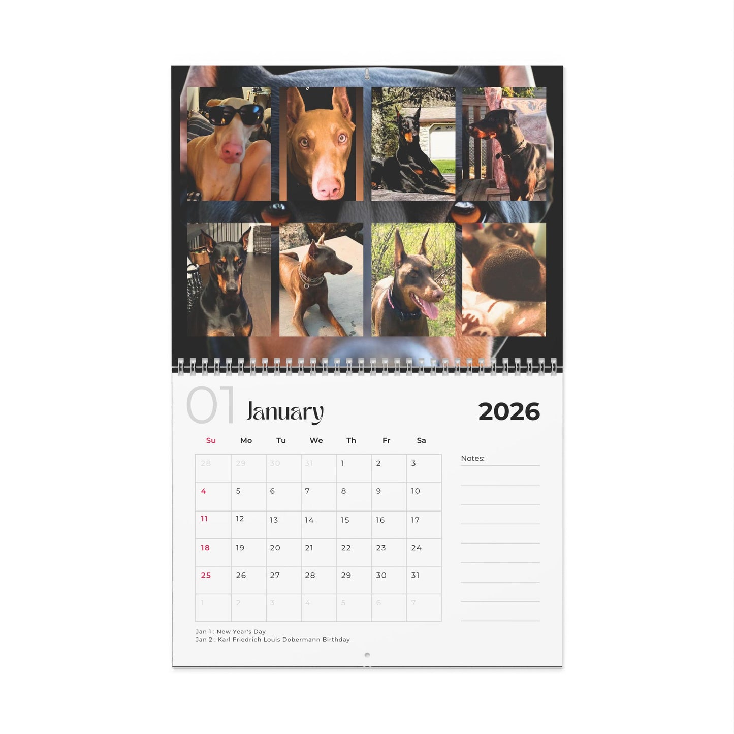 Edition 2 2026 Doberman Calendars