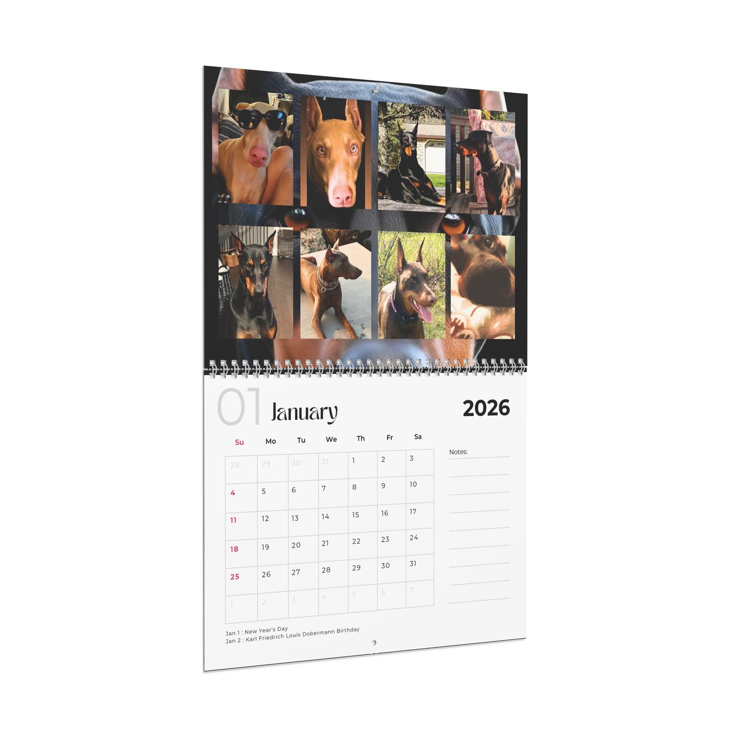 Edition 2 2026 Doberman Calendars