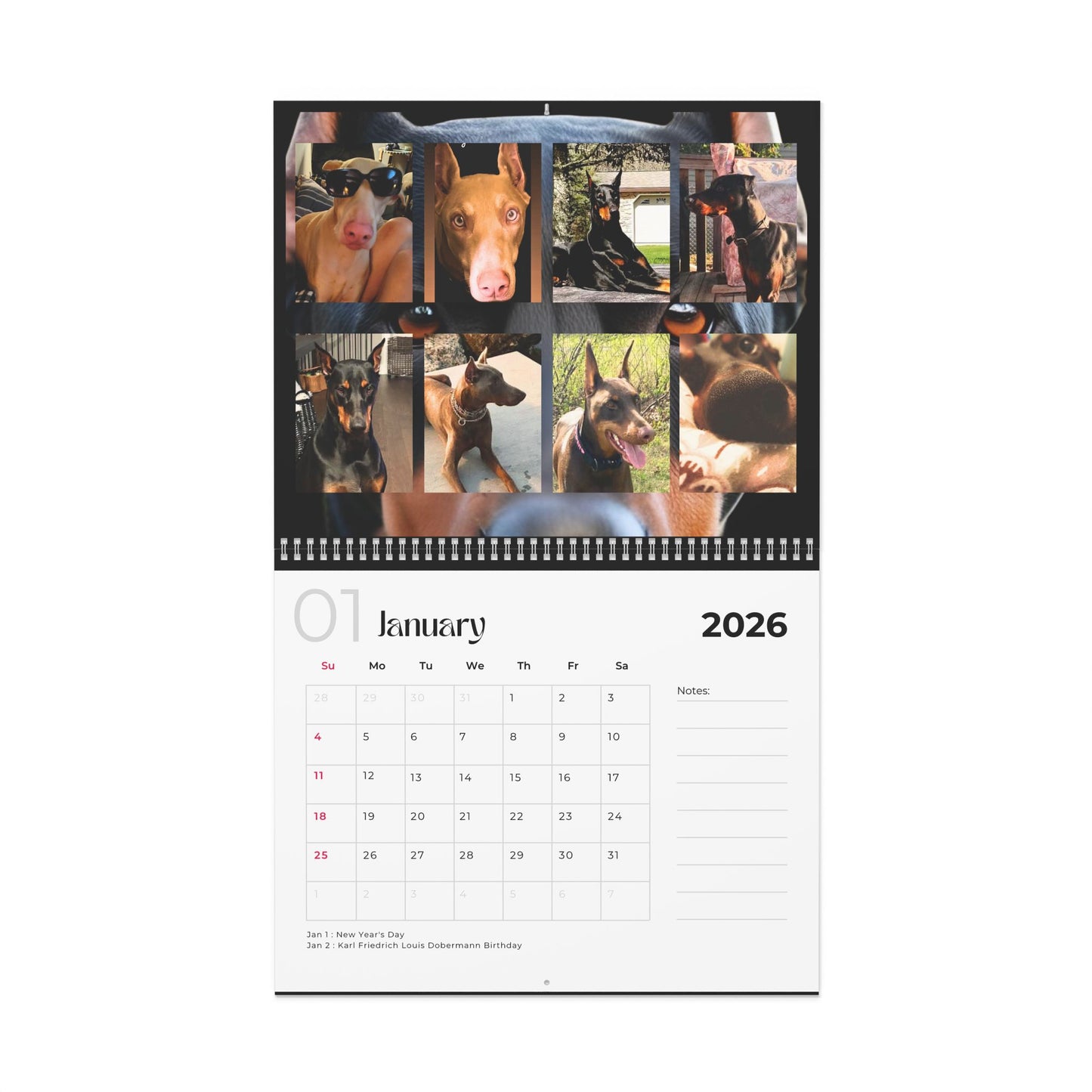 Edition 2 2026 Doberman Calendars