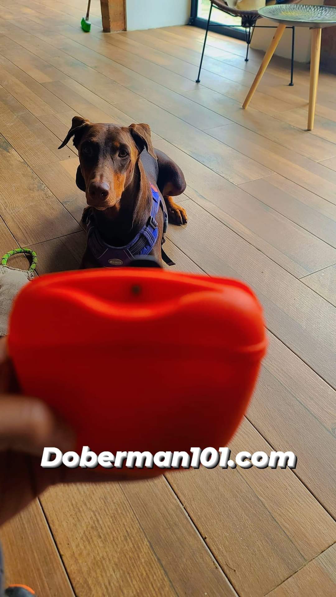 Compact Training Pouch