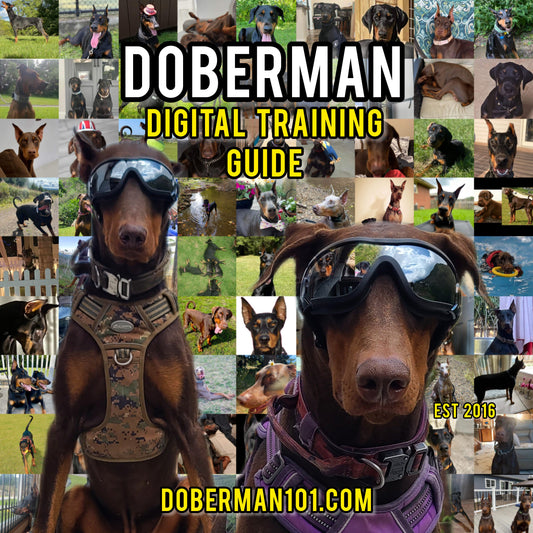 Doberman Audio Training Guide 3.0