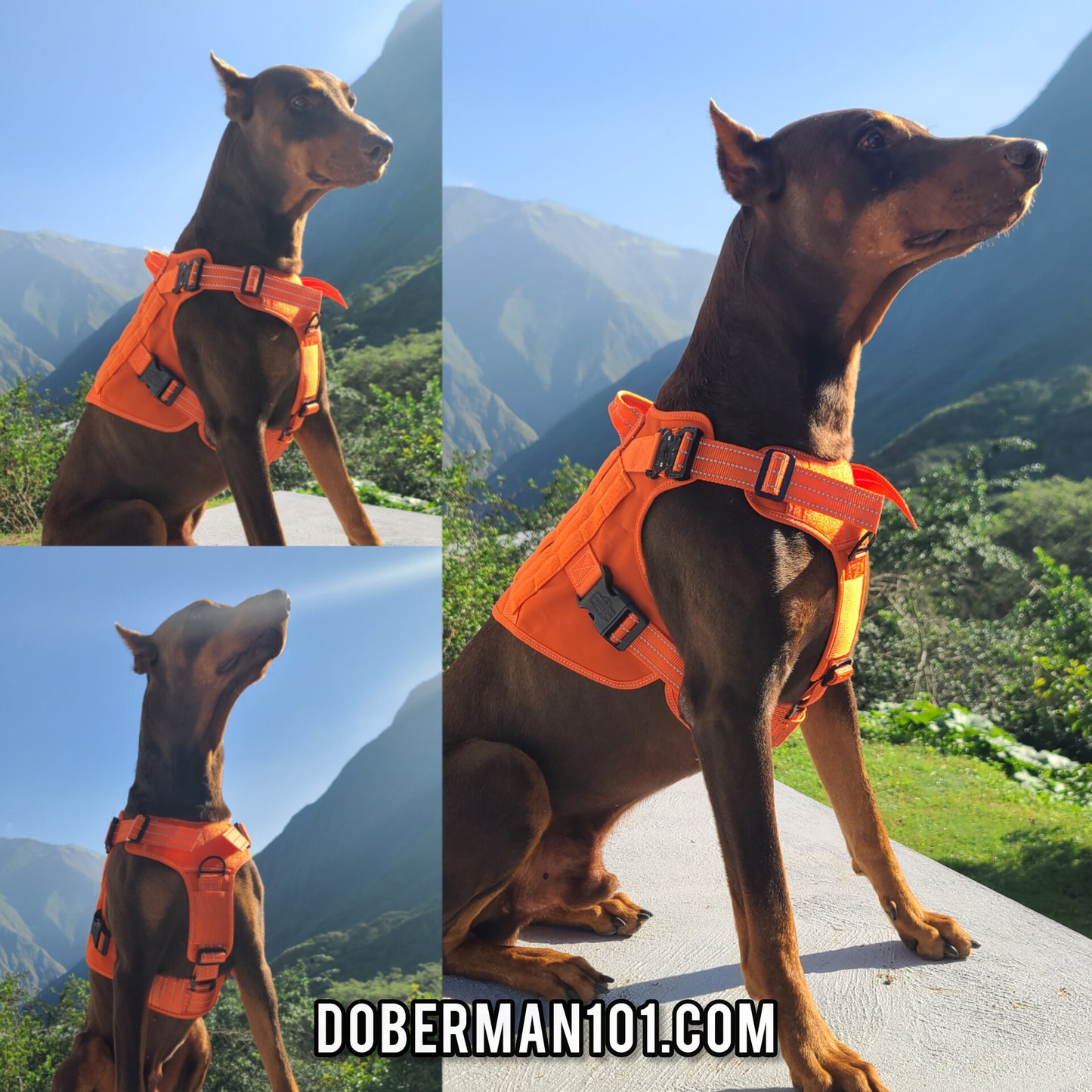 Doberman No-Pull Harness