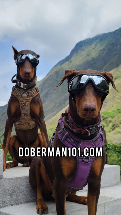 Doberman Goggles