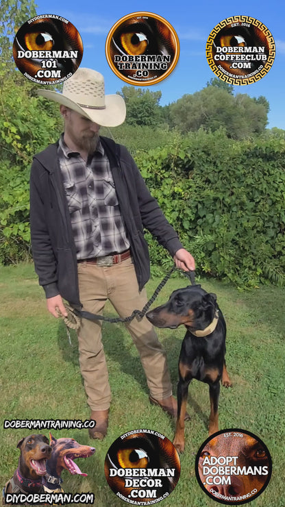 Albuquerque, New Mexico 11/9-11/11 Doberman Training Tour: In-Person Training & Online Coaching Program