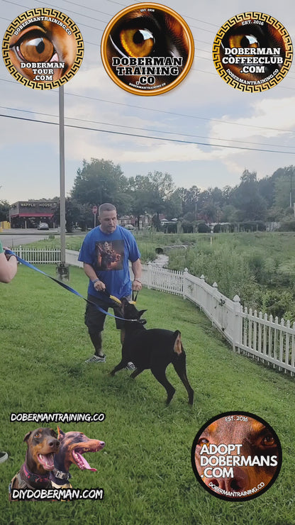 Albuquerque, New Mexico 11/9-11/11 Doberman Training Tour: In-Person Training & Online Coaching Program