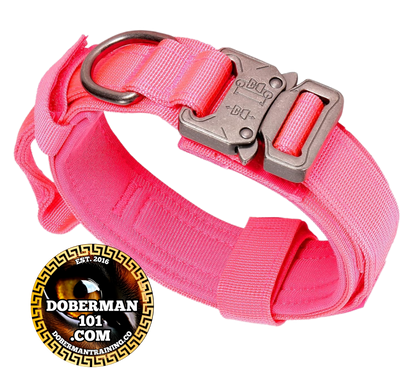 Tactical Collar, Audio Training Guides & Coaching Combo