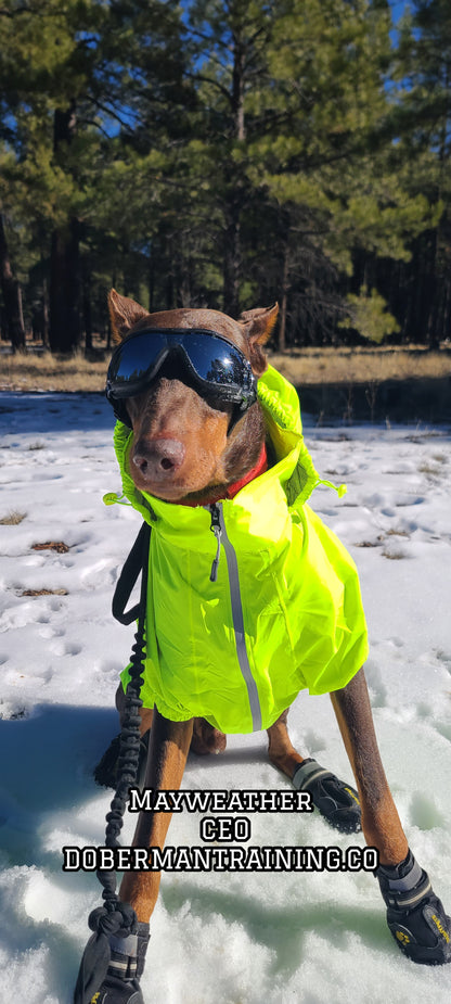 Doberman Goggles