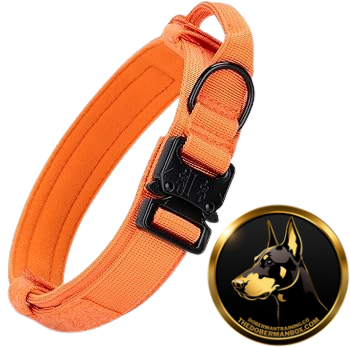 Tactical Collar, Audio Training Guides & Coaching Combo