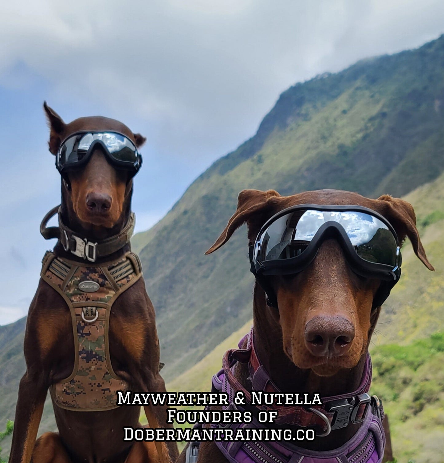 Doberman Goggles
