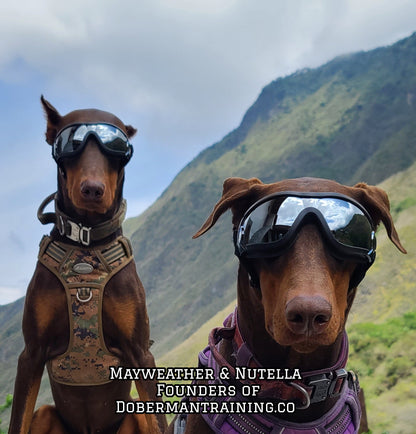 Doberman Goggles