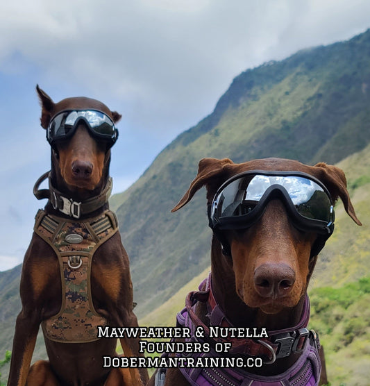 Doberman Goggles